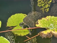 You shall be called... Donatello.